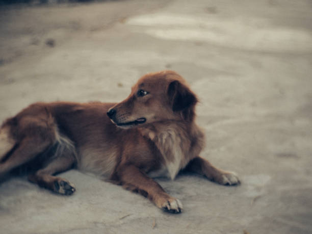 istock Brown Dog in nature 2048571700