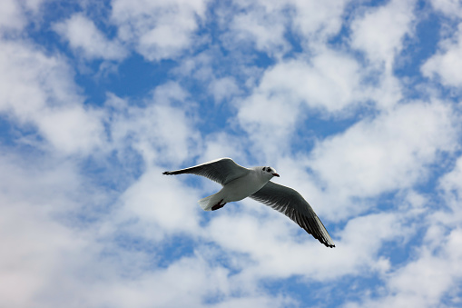 Herring gull in the sky