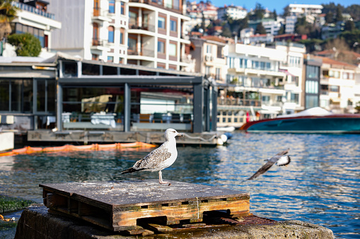 a seagull at the beach, Istanbul city