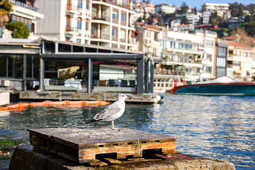 a seagull at the beach, Istanbul city