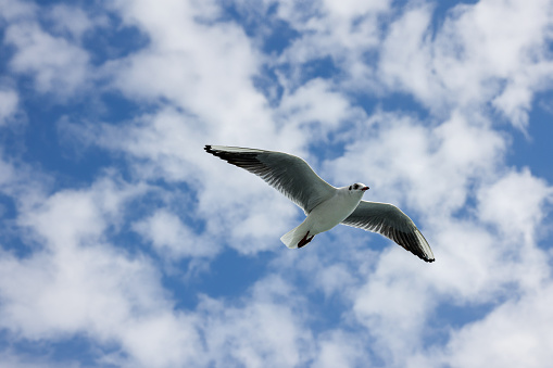 seagulls flying over the Istanbul Strait