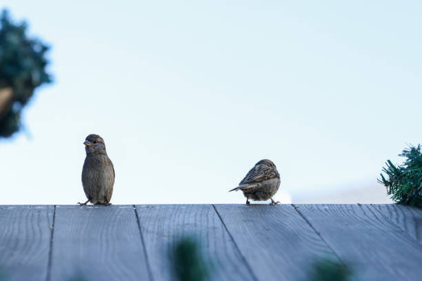 two cute funny birds sparrows sit in the winter garden on a wooden old fence and look in different directions