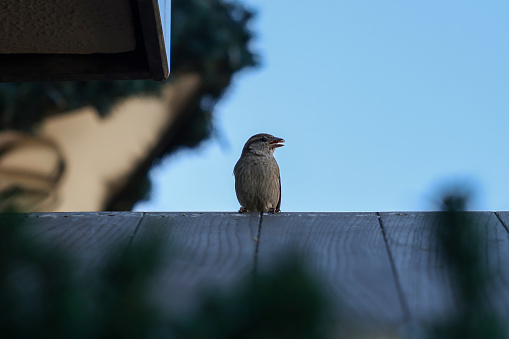 On the roof of a house the sparrow made a nest and stands on the roof, blue sky and tiny sparrow, sparrow on the house roof,