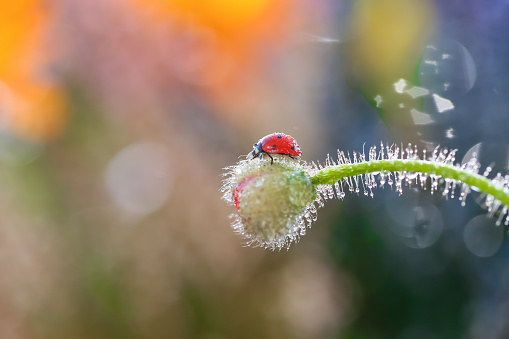 Little beautiful and cute ladybug on a flower in dew drops, macro close up