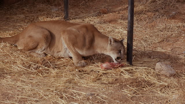 Mountain lion in enclouser eating large piece of meat - wide shot