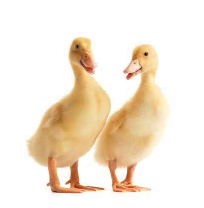 Two cute funny ducklings stand side by side on a white background. Little ducklings on white isolated.