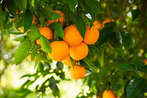 Ripe oranges grow on a tree