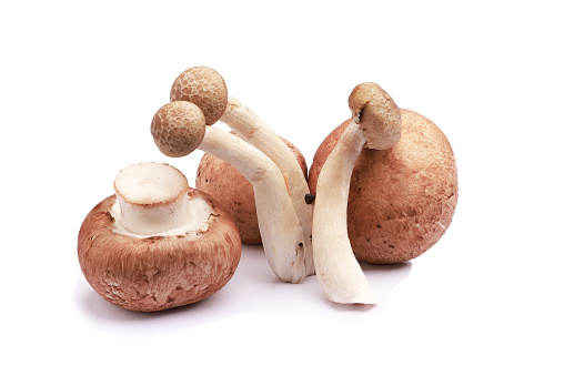 The shiitake is an edible mushroom native to East Asia, which is cultivated and consumed around the globe