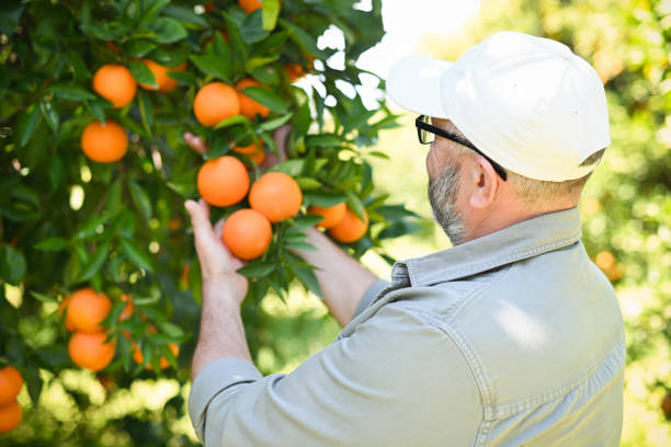 istock Farmer picking ripe oranges in the garden 2048610255