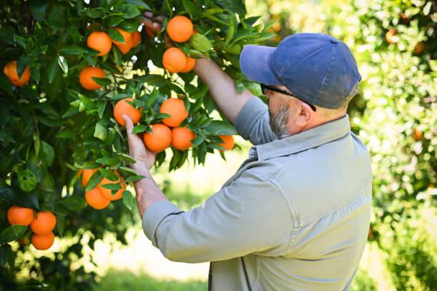 istock Farmer picking ripe oranges in the garden 2048611861