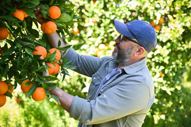 istock Farmer picking ripe oranges in the garden 2048614481