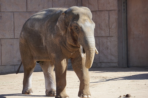 Elephant standing in dusty yard near stone wall and grass