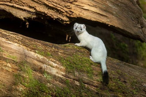 Beautiful ermine in its white winter coat, sitting on a tree stump.
