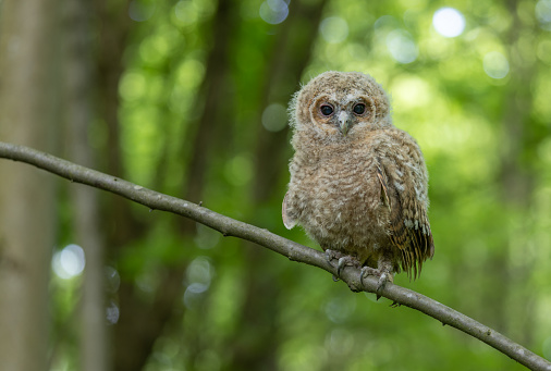 Young tawny owl (Strix aluco) perching on a branchlet in a forest. This is a wild animal not a zoo photo!
