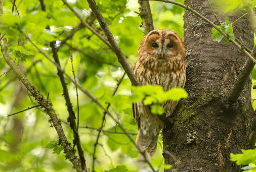 Female tawny owl (Strix aluco) perching on a cherry tree in springtime.