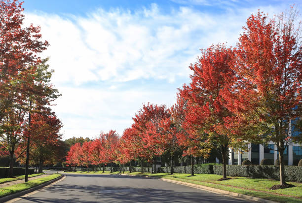 Beautiful fall foliage in North Carolina, USA.