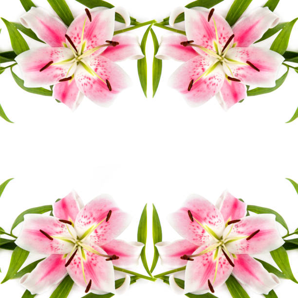 Delicate pink lily flowers isolated on a white background. Collage. There is free space for text.