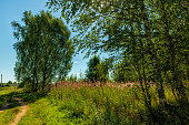 Summer landscape of the outskirts of the village