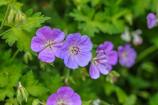 Geranium wallichianum is a species of hardy flowering herbaceous perennial plant in the genus Geranium, family Geraniaceae.