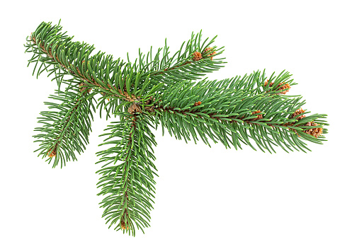 Green fir tree spruce branch with needles isolated on a white background