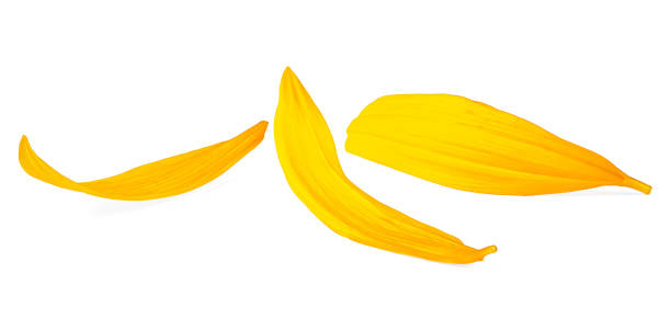 istock Sunflower petals isolated on a white background. Three yellow petals. 2048650438