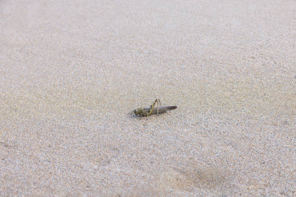 Grasshopper on the beach on Crete island in summer, Greece