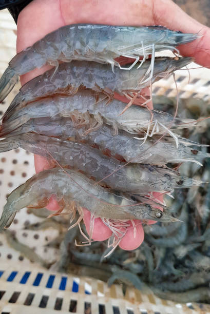 istock Different sized shrimp after harvest - aquaculture 2048666051