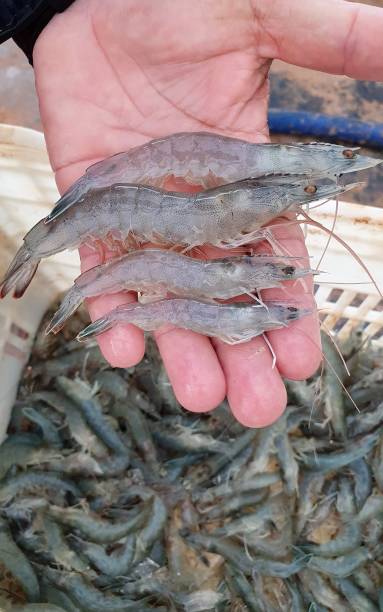 istock Different sized shrimp after harvest - aquaculture 2048666054