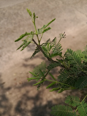 The Acacia tree branches view with leaves