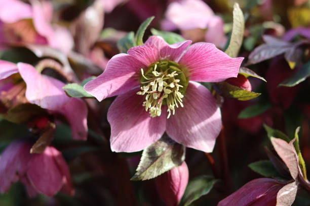 istock Pink hellebore flowers in spring sunshine 2048703442
