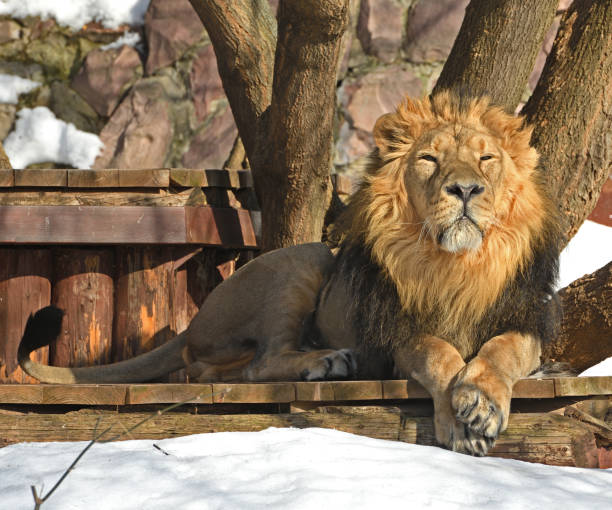 Portrait of a Beautiful lion