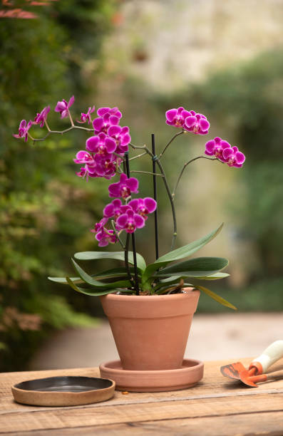 istock Orchids, treasures of nature. 2048709893