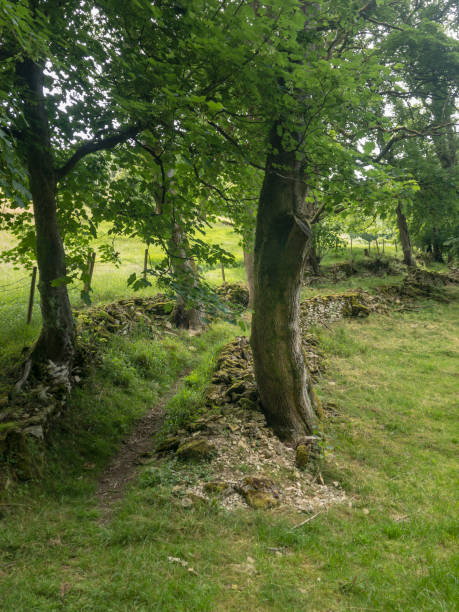 the pilgrimage way to Santiago de Compostela crosses the Aubrac plateau between the stone walls and barbed wire fences