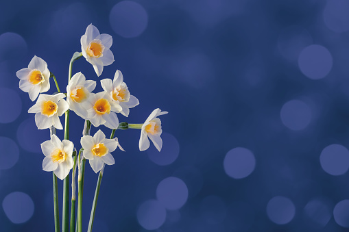 A DSLR close-up photo of beautiful narcissus (daffodil) flowers on a blue defocused lights bokeh background. Space for copy.
