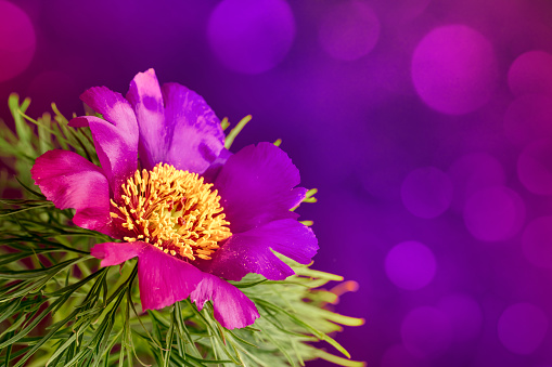 Close-up of a beautiful wild peony flower (Paeonia tenuifolia), rare plant. It's a herbaceous species of peony that is called the steppe peony or the fern leaf peony. Toned image. Purple background with beautiful bokeh light, space for copy.
