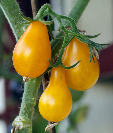 Branch of yellow natural cherry tomatoes on a branch. Ripe tomatoes growing in a greenhouse. Tomato bunch.