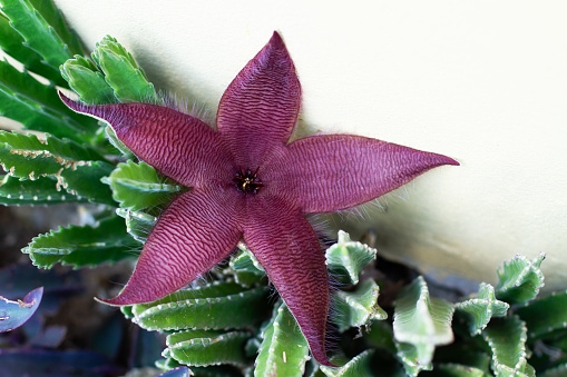 Stapelia flower of a suculent plant in a top view
