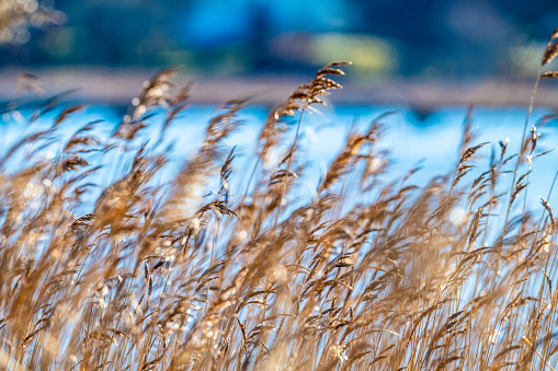Reeds blowing in the wind by the sea