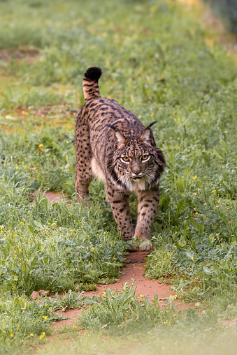 Iberian lynx walking and hunting