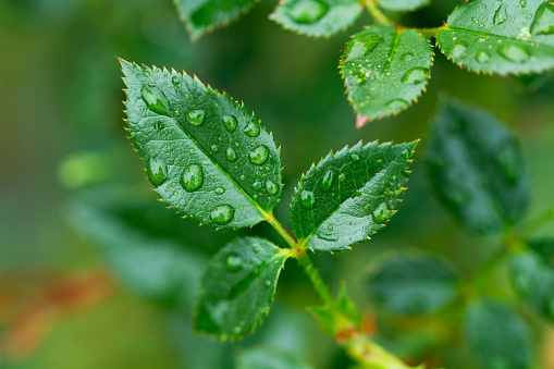 Rosebush leaves with water drops in a rainy day