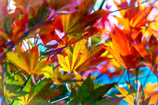 A close-up photograph of Autumn Maple leaves against a blue sky