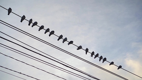 A flock of pigeons sit on wires against a blue cloudy sky. 4k
