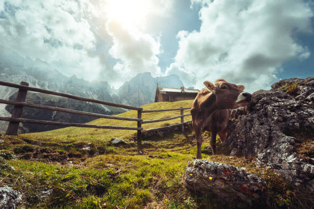 beautiful Alpe di Siusi in the Dolomites Italy