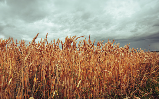 Wheat grain field on the Dolomites