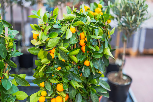 Close-up view of mandarin tree with ripe mandarins on branches. Sweden.