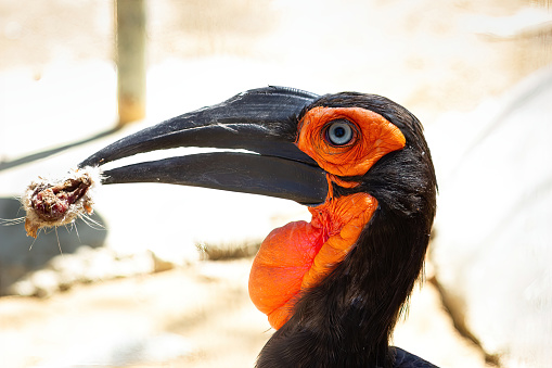 Close-up of a Southern Ground Hornbill (Bucorvus leadbeateri) feeding in a game reserve.