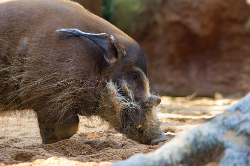 Close-up of a beautiful specimen of Red Revier Hog or Bushpig. Potamochoerus porcus.