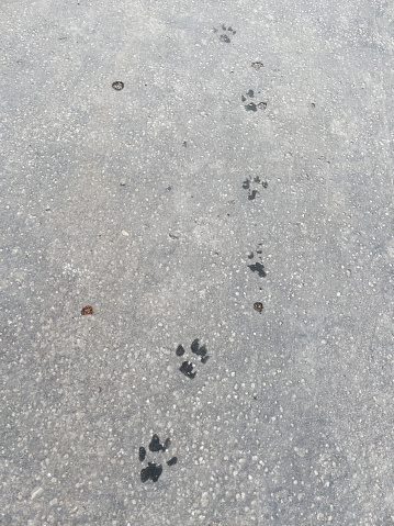 Wet dog paw prints on the asphalt.