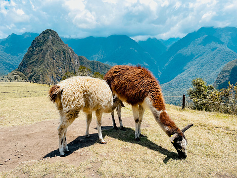 Mother and her baby alpaca standing on top of a mountain in Machu Picchu ancient city, Peru