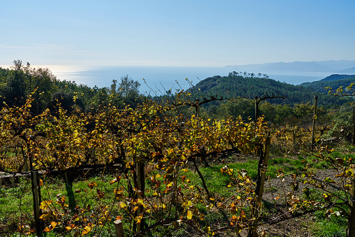 A hill vineyard in Finale Ligure. Province of Savona. Liguria. Italy.